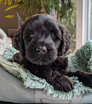 PWD puppy Raised in our home